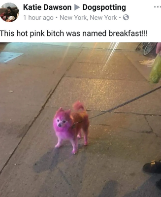 A screenshot of a facebook post featuring a small pink pomeranian leashed, standing on the sidewalk. The caption above the image reads: This hot pink bitch was named breakfast!